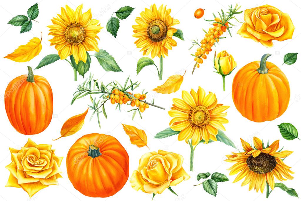 Set of flowers sunflowers, autumn leaves and pumpkins, sea buckthorn berries, white background, watercolor illustration