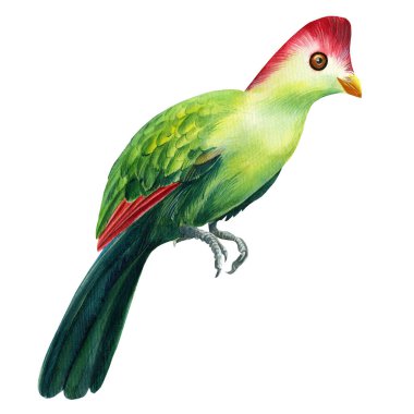 Beyaz arka planda tropikal kuş, suluboya çizimi