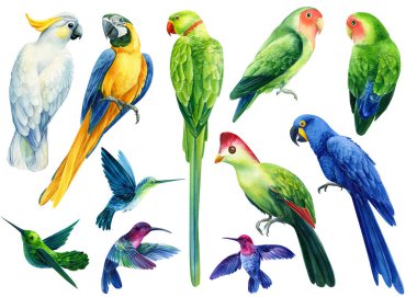 Bir grup renkli kuş papağan papağanı, papağan, beyaz arka planda sinekkuşu, suluboya çizimi