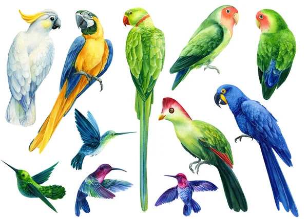 Conjunto de aves de colores loros cacatúa, guacamayo, colibrí sobre un fondo blanco, acuarela ilustración — Foto de Stock