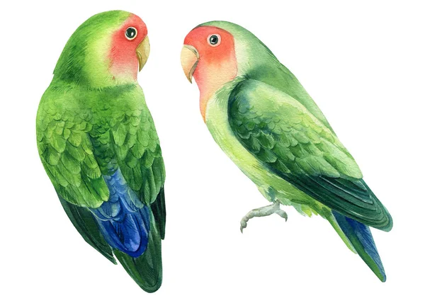 两只鹦鹉都喜欢白色背景的小鸟，水彩画 — 图库照片