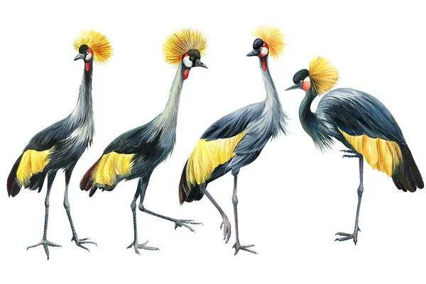 Żurawie koronowane, żurawie trzody ptaków na białym tle, ilustracja akwarela — Zdjęcie stockowe