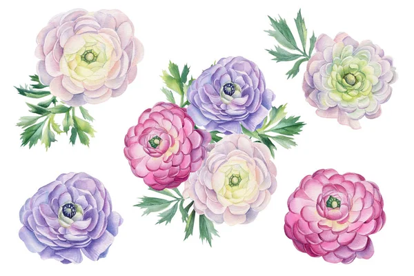 Set of flowers, buttercups, ranunculus, anemones on isolated white background, watercolor illustration — Stock Photo, Image