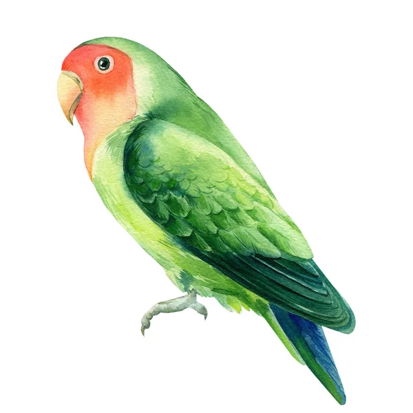 Tropischer Vogel Papagei Turteltäubchen auf weißem Hintergrund, Aquarell-Illustration — Stockfoto