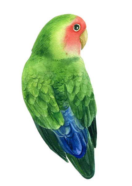 Trópusi madár papagáj szerelmespár fehér alapon, akvarell illusztráció — Stock Fotó