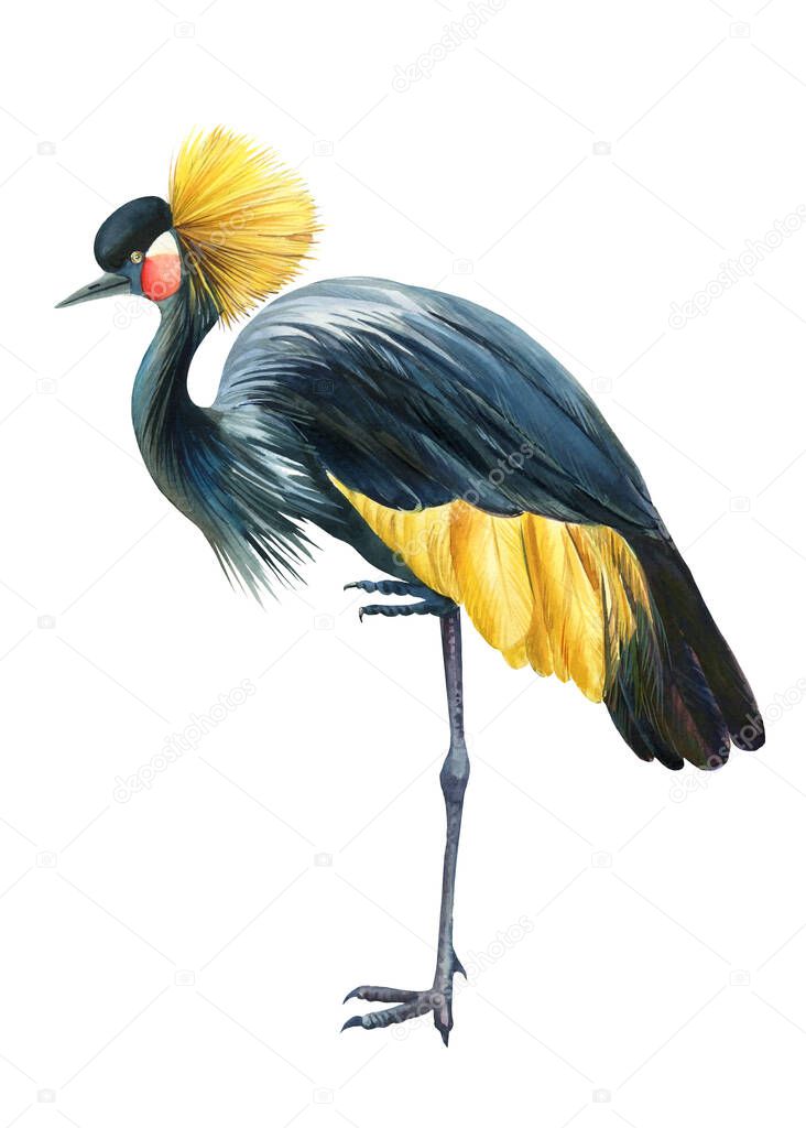 Crowned crane bird a white background, watercolor illustration