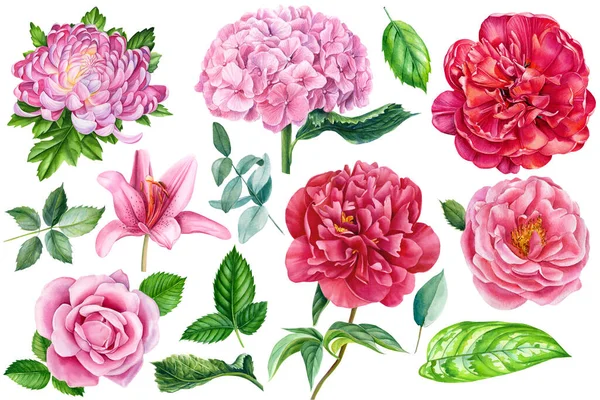 Set van elegante aquarelbloemen, roos, pioen, hortensia, lelie, chrysant en eucalyptus bladeren — Stockfoto