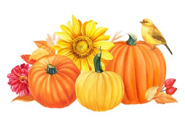 Sonbahar kompozisyonu, balkabakları, çiçekler, ayçiçekleri, yıldız çiçeği, sarı yapraklar, böğürtlen, kuşlar, beyaz arka plan, suluboya