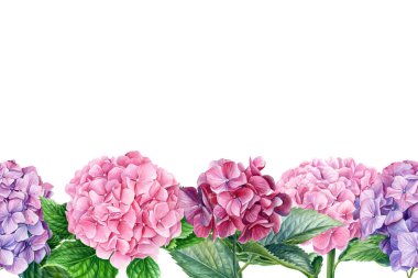 Tebrik kartı, bitki tasarımı, ortanca çiçekleri, soyutlanmış beyaz arka plan. Suluboya botanik çizimi