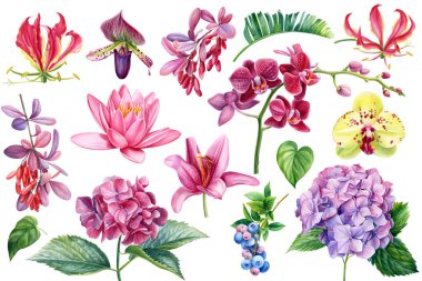 Çiçek koleksiyonu, orkide, orkide, nilüfer, nilüfer, yabanmersini dalı, böğürtlen. Suluboya botanik çizimi