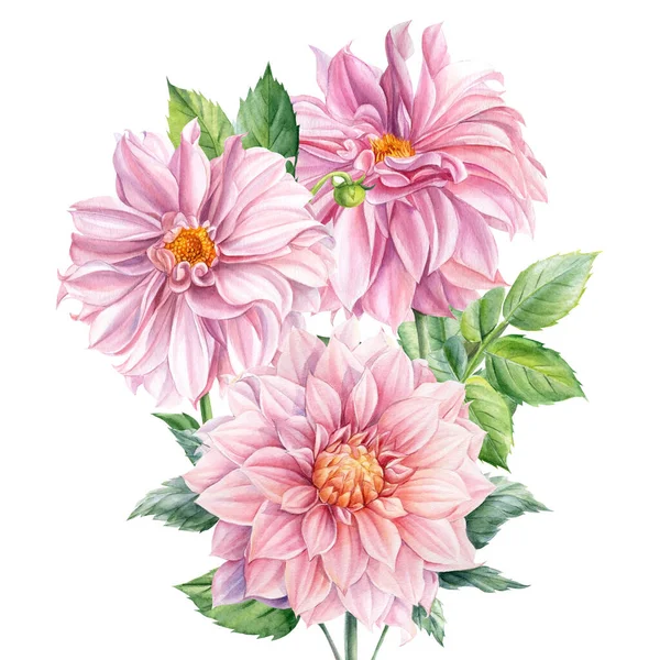 Μπουκέτο με λουλούδια, ροζ ντάλιες σε ένα απομονωμένο λευκό φόντο, ακουαρέλα βοτανική ζωγραφική — Φωτογραφία Αρχείου