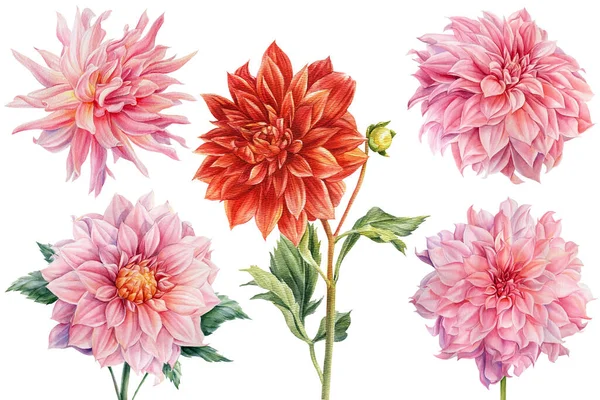 Conjunto de flores dahlia, fundo branco isolado, pintura botânica aquarela — Fotografia de Stock