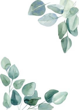 Tebrik kartı, davetiye, okaliptüs ile izole edilmiş beyaz arka plan, suluboya illüstrasyon 