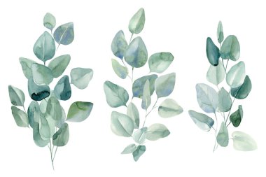 İzole edilmiş beyaz arkaplanda okaliptüs yaprakları, suluboya resimleme 