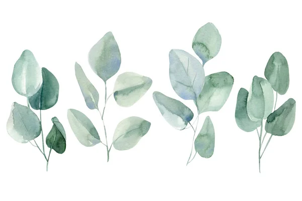 Sada zelených větví a listí eukalyptu na izolovaném bílém pozadí, akvarel ilustrace — Stock fotografie