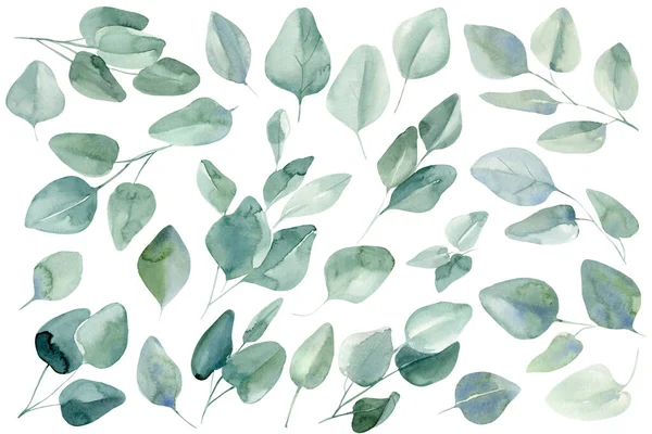 Set van takken en bladeren van eucalyptus op geïsoleerde witte achtergrond, aquarelillustratie — Stockfoto