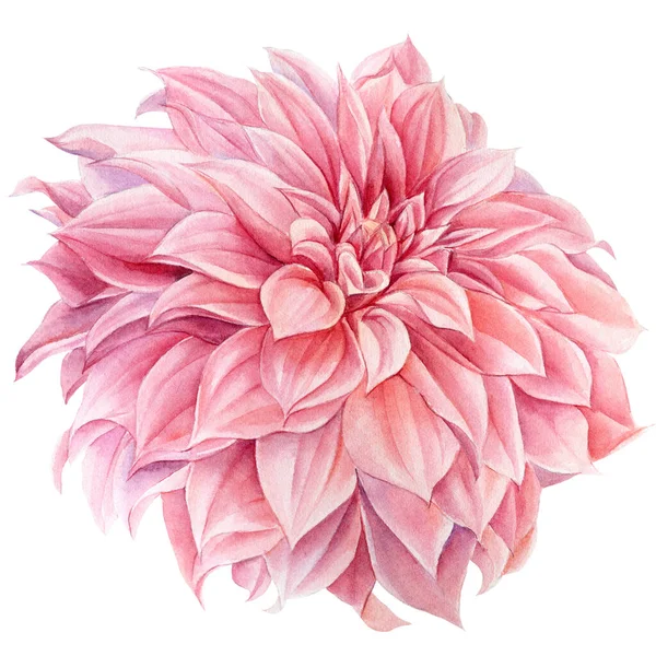 Roze dahlia bloem geïsoleerde witte achtergrond, aquarel botanische schilderen, delicate bloemen — Stockfoto