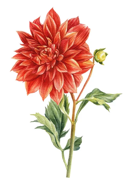 Rosso dalia fiore isolato sfondo bianco, acquerello pittura botanica, fiori delicati — Foto Stock