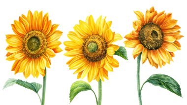 İzole edilmiş beyaz bir zemin üzerinde ayçiçekleri suluboya resim, el çizimi