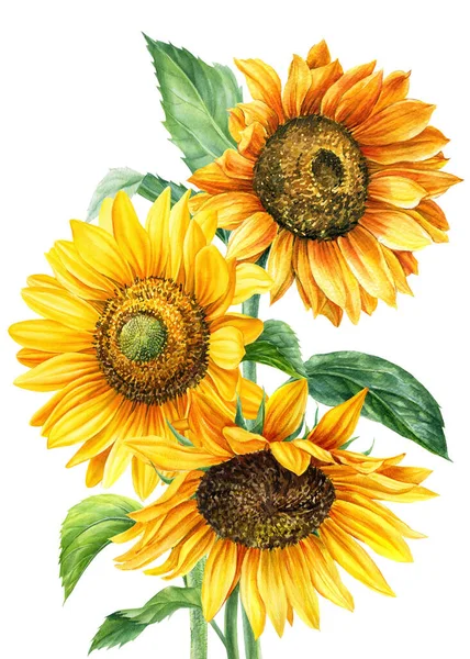 Ramo de flores amarillas, girasoles sobre un fondo blanco aislado, pintura acuarela, dibujo a mano — Foto de Stock