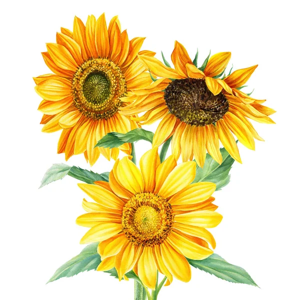 Bouquet di fiori giallo autunno, girasoli su uno sfondo bianco isolato, pittura ad acquerello, disegno a mano — Foto Stock