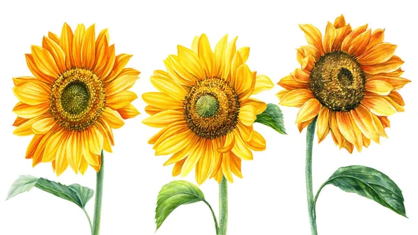Sonnenblumen auf isoliertem weißen Hintergrund, Aquarellmalerei, Handzeichnung — Stockfoto