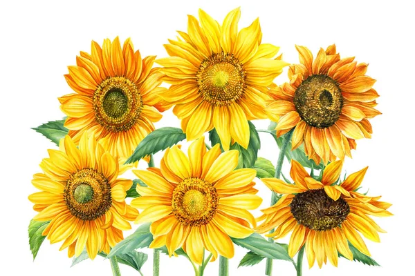 ดอกไม้สีเหลืองในฤดูใบไม้ร่วง ดอกทานตะวันบนพื้นหลังสีขาวที่โดดเดี่ยว ภาพวาดสีน้ํา ภาพวาดด้วยมือ — ภาพถ่ายสต็อก