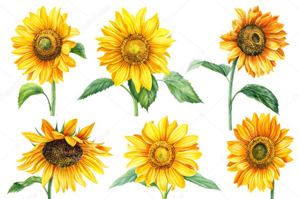 Set yellow flowers, sunflowers on an isolated white background, watercolor painting, hand drawing