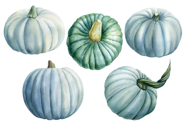하얀 배경 과수 채색 그림에 있는 푸른 호박 세트 — 스톡 사진