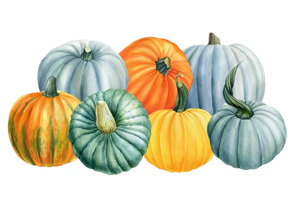 Composition with pumpkins on a white isolated background, autumn harvest, watercolor drawings. Happy Thanksgiving — Stock Photo, Image