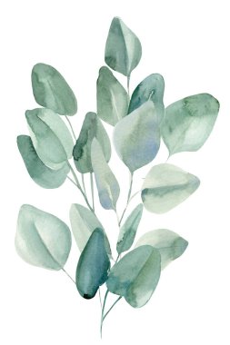 Flora tasarımı, bir buket yaprak okaliptüs izole beyaz arka plan, suluboya çizimi 
