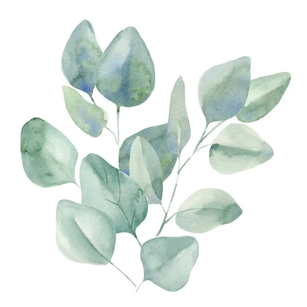 Branches et feuilles d'eucalyptus sur fond blanc isolé, aquarelle illustration peinture botanique, — Photo