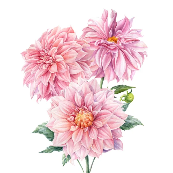 Bouquet of dahlia flowers, isolated white background, watercolor botanical painting — Stock Photo, Image