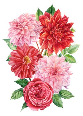 Bir buket düğün çiçeği, soyutlanmış beyaz arka planda yıldız çiçeği, suluboya botanik resim, bitki tasarımı.