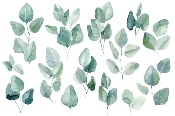 Set bladeren eucalyptus op geïsoleerde witte achtergrond, aquarel illustratie — Stockfoto