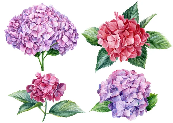 Набір квітів гортензії на білому ізольованому фоні, акварельна ботанічна ілюстрація — стокове фото