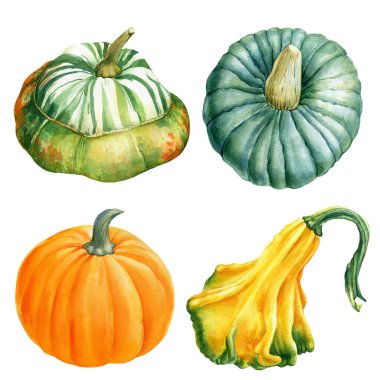 Beyaz izole arkaplanda balkabağı seti, botanik resim, suluboya resimleme