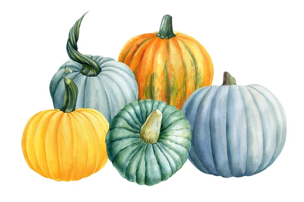 Colored Pumpkins on a white isolated background, botanical painting, watercolor drawings. Happy Thanksgiving — Stock Photo, Image