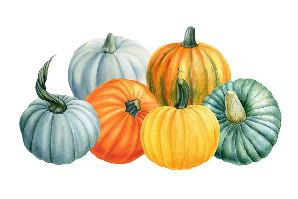 Composition with pumpkins on a white isolated background, autumn harvest, watercolor drawings. — Stock Photo, Image