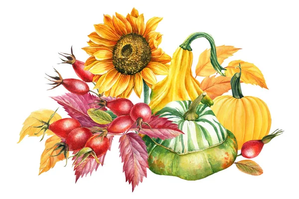Podzimní složení listů, dýně, slunečnice, růže na bílém izolovaném pozadí, akvarelové kresby. — Stock fotografie
