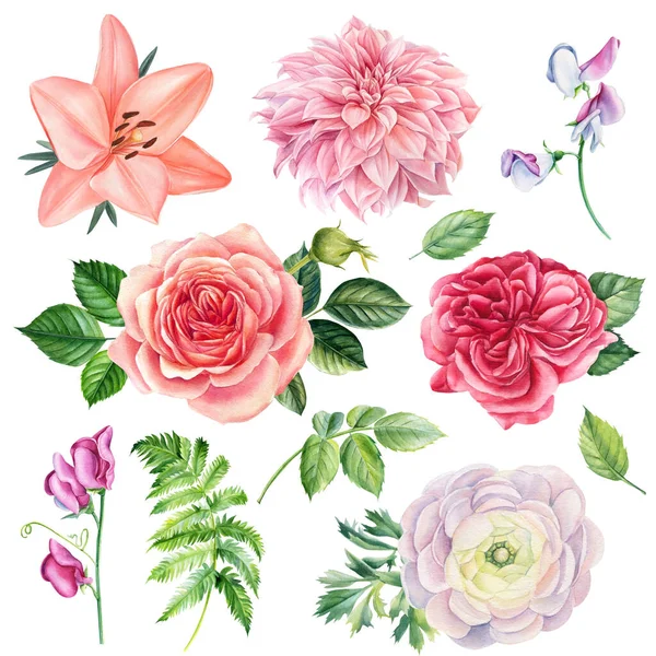 Bloemen zetten. Rozen, lelies, anemonen, zoete erwten, ranunculus, dahlia op witte geïsoleerde achtergrond, aquareltekeningen. — Stockfoto