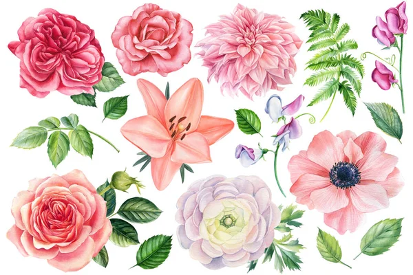 Flores delicadas. Rosas, lirios, anémonas, guisantes dulces, ranúnculos, dibujos en acuarela de dalia. — Foto de Stock
