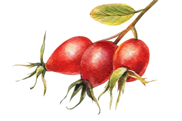 Rote Beeren Hagebutte. Heckenrose auf weißem Hintergrund, Aquarellzeichnungen. — Stockfoto