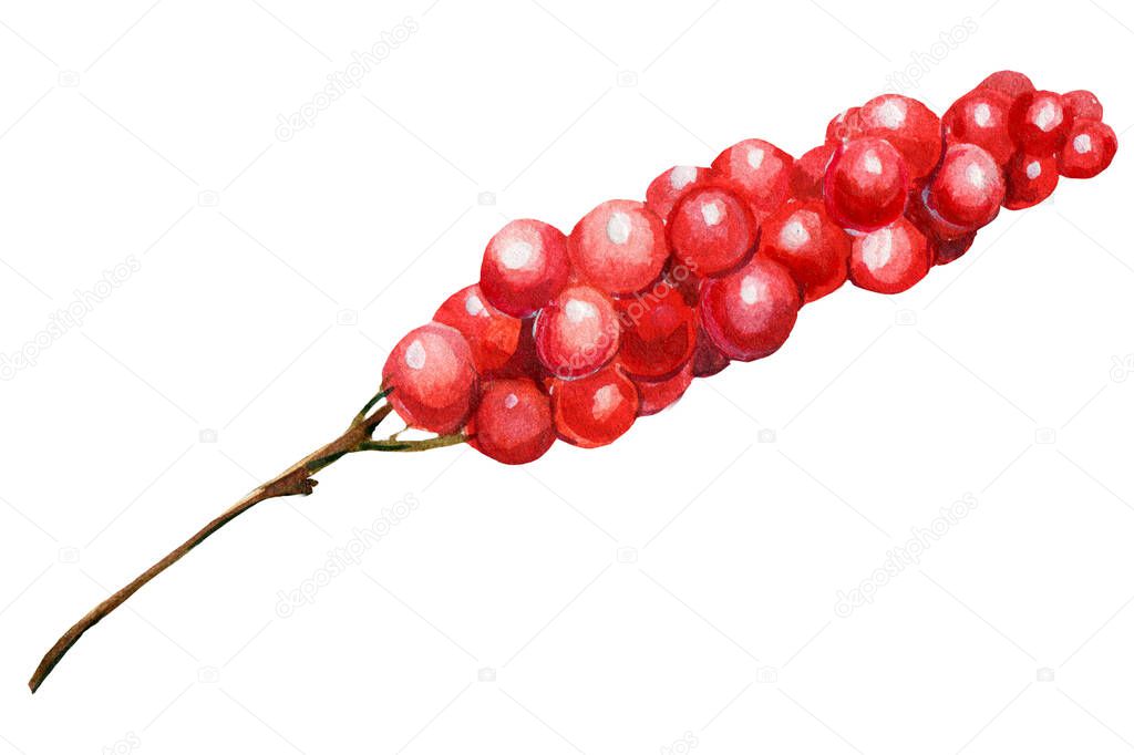 Christmas branch with berries on white isolated background, Watercolor illustration.