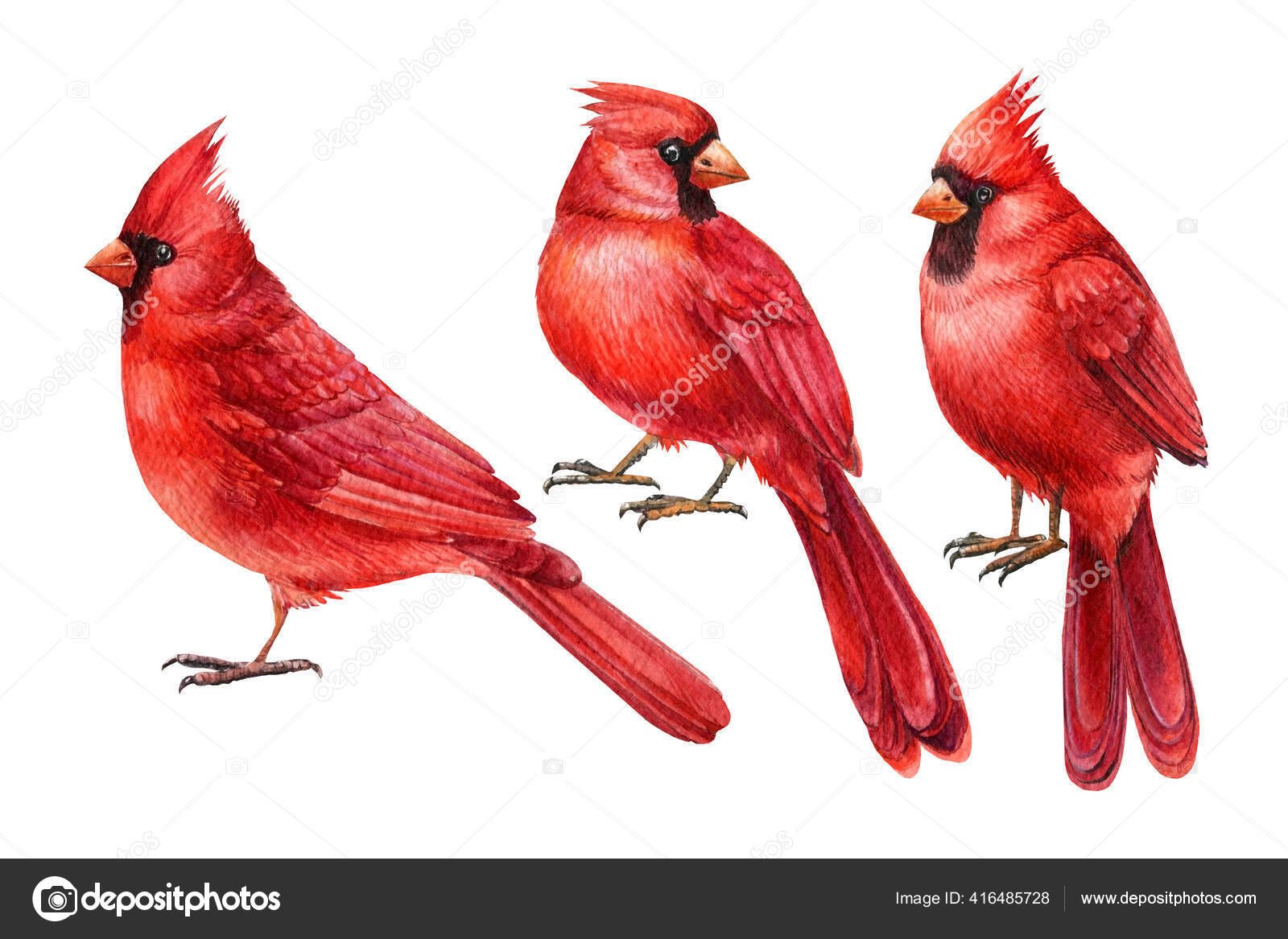 Red Cardinals Birds Set On White Isolated Background Watercolor Drawings Stock Photo By C Gringoann