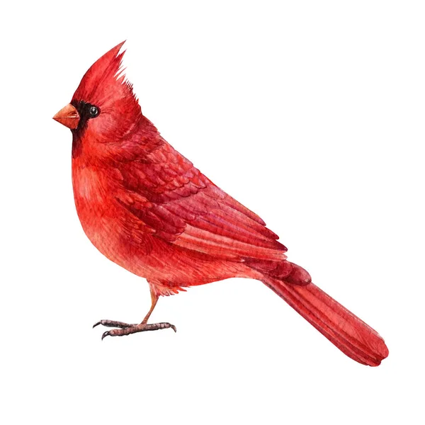 Cardeal vermelho, desenhos de aquarela de pássaro, ilustração desenhada à mão isolada no fundo branco — Fotografia de Stock