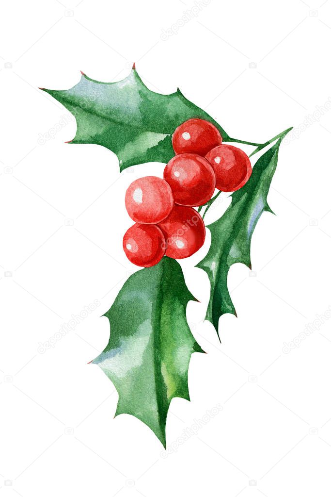Christmas berries, holly on white isolated background, Watercolor illustration.