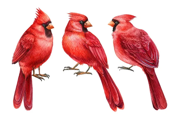 Vogels gezet. Rode kardinalen op witte geïsoleerde achtergrond. Aquarelillustratie. Handgetekende wilde dieren — Stockfoto