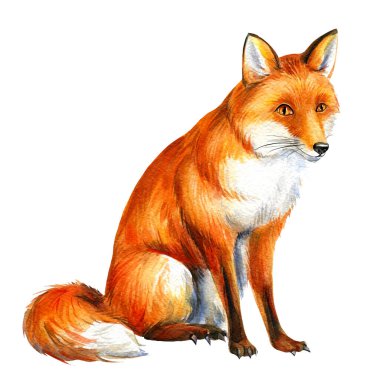 Fox suluboya resimlerini kes. El çizimi hayvan