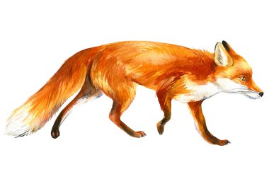 Fox, suluboya resimlerle beyaz bir arkaplanda çalışır. El çizimi hayvanlar.